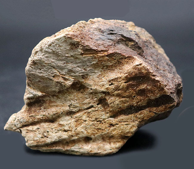 国内の公的博物館の放出品！専門家によるブリーフィングで、ティラノサウルス・レックスによる噛み跡と推察された穴が保存されたトリケラトプスのフリル（襟飾り）の化石（その1）