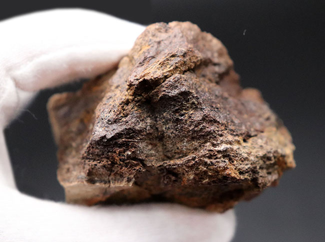 国内の公的博物館の放出品！専門家によるブリーフィングで、ティラノサウルス・レックスによる噛み跡と推察された穴が保存されたトリケラトプスのフリル（襟飾り）の化石（その10）