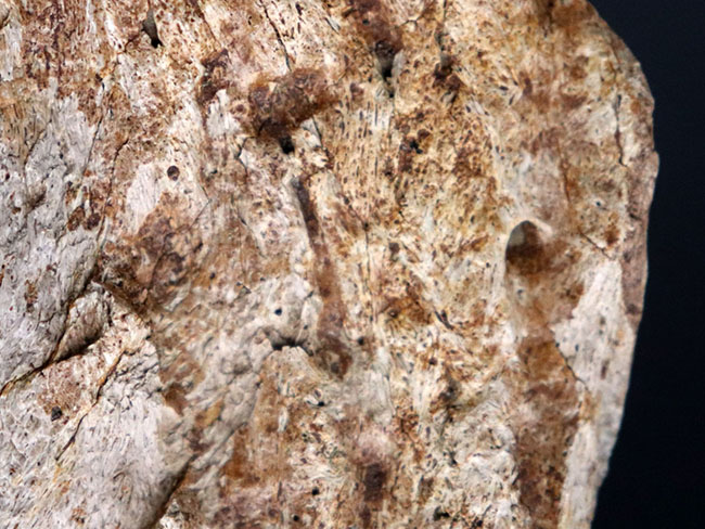 国内の公的博物館の放出品！専門家によるブリーフィングで、ティラノサウルス・レックスによる噛み跡と推察された穴が保存されたトリケラトプスのフリル（襟飾り）の化石（その11）