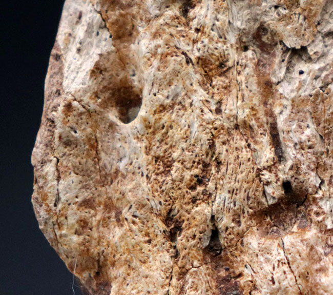 国内の公的博物館の放出品！専門家によるブリーフィングで、ティラノサウルス・レックスによる噛み跡と推察された穴が保存されたトリケラトプスのフリル（襟飾り）の化石（その2）