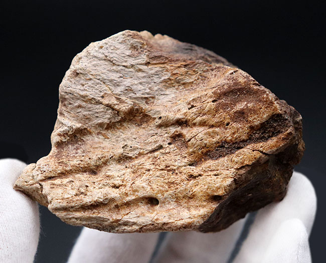 国内の公的博物館の放出品！専門家によるブリーフィングで、ティラノサウルス・レックスによる噛み跡と推察された穴が保存されたトリケラトプスのフリル（襟飾り）の化石（その3）