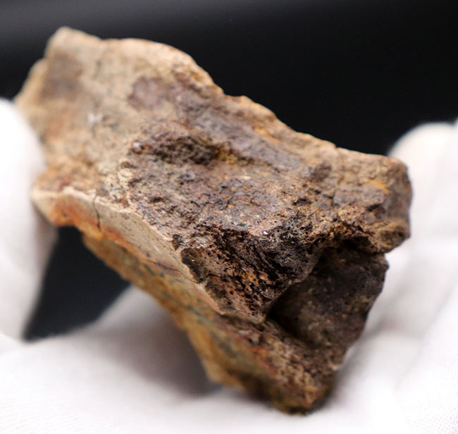 国内の公的博物館の放出品！専門家によるブリーフィングで、ティラノサウルス・レックスによる噛み跡と推察された穴が保存されたトリケラトプスのフリル（襟飾り）の化石（その4）