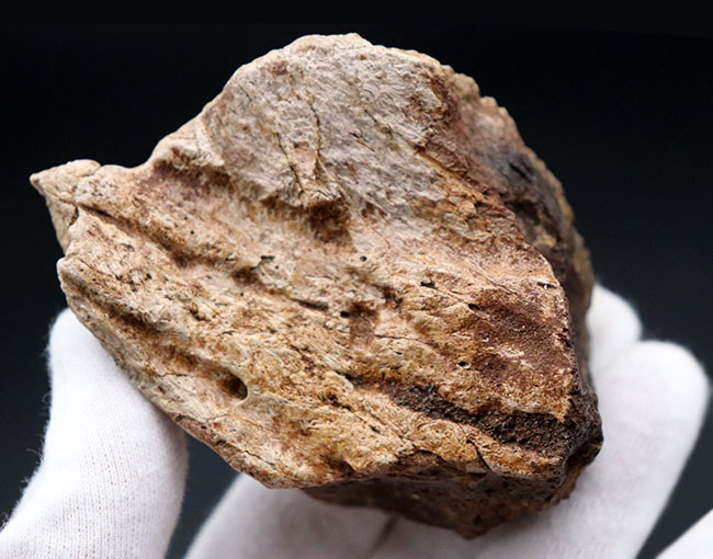 国内の公的博物館の放出品！専門家によるブリーフィングで、ティラノサウルス・レックスによる噛み跡と推察された穴が保存されたトリケラトプスのフリル（襟飾り）の化石（その5）