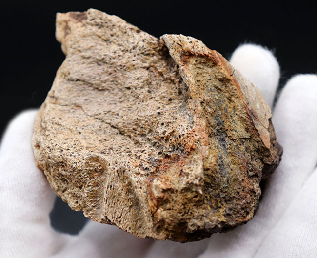 国内の公的博物館の放出品！専門家によるブリーフィングで、ティラノサウルス・レックスによる噛み跡と推察された穴が保存されたトリケラトプスのフリル（襟飾り）の化石（その6）