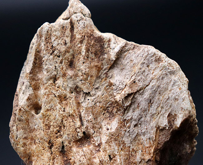 国内の公的博物館の放出品！専門家によるブリーフィングで、ティラノサウルス・レックスによる噛み跡と推察された穴が保存されたトリケラトプスのフリル（襟飾り）の化石（その7）