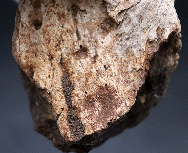 国内の公的博物館の放出品！専門家によるブリーフィングで、ティラノサウルス・レックスによる噛み跡と推察された穴が保存されたトリケラトプスのフリル（襟飾り）の化石（その8）