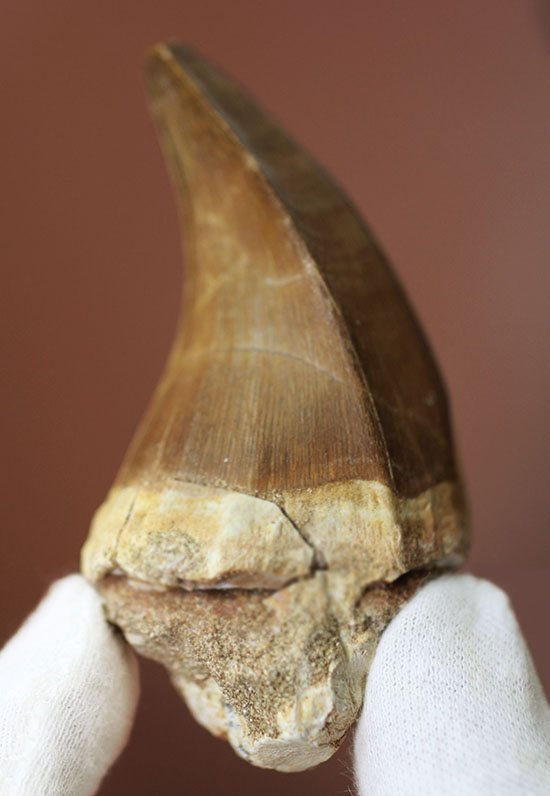 鋭いカーブを描く、海の怪物モササウルスの巨大歯化石(その1)