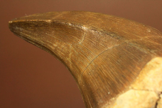 鋭いカーブを描く、海の怪物モササウルスの巨大歯化石(その10)