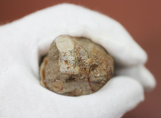 鋭いカーブを描く、海の怪物モササウルスの巨大歯化石(その4)