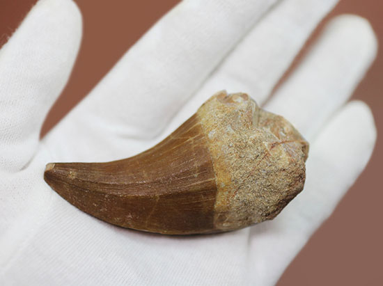 鋭いカーブを描く、海の怪物モササウルスの巨大歯化石(その7)