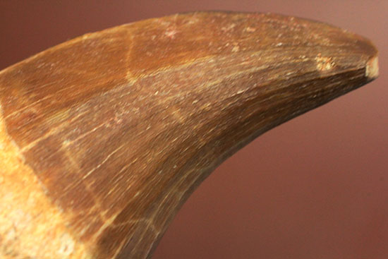 鋭いカーブを描く、海の怪物モササウルスの巨大歯化石(その8)