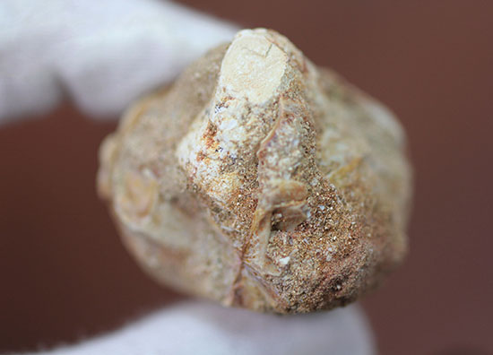 鋭いカーブを描く、海の怪物モササウルスの巨大歯化石(その9)