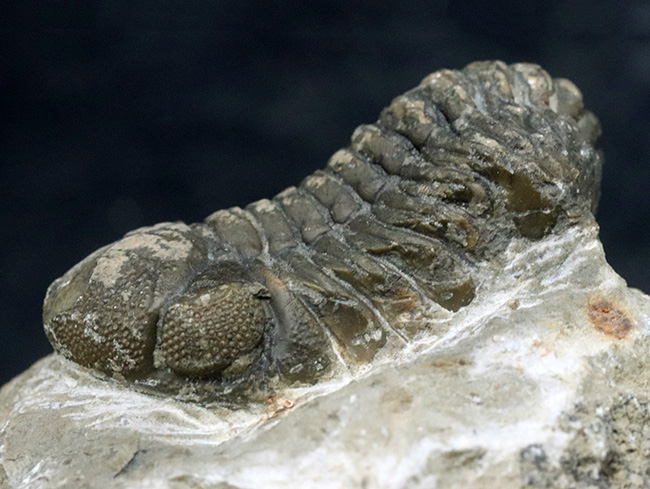 モロッコを代表するデボン紀の三葉虫、ファコプス（Facops）の化石（その1）