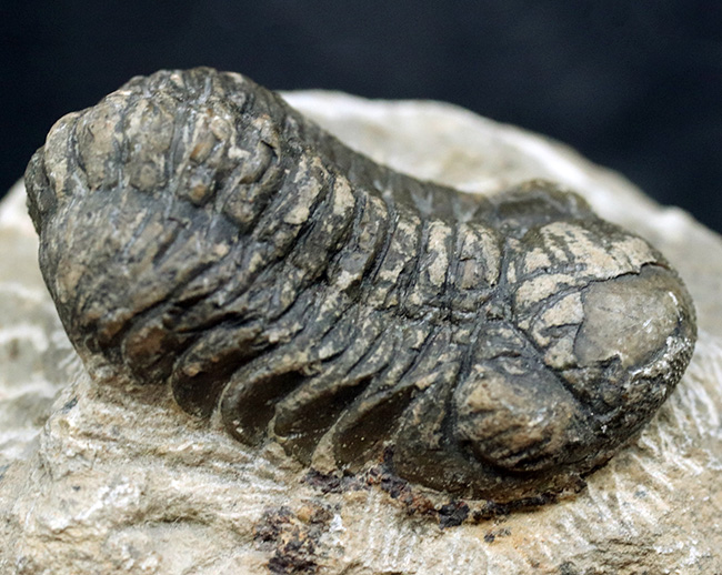 モロッコを代表するデボン紀の三葉虫、ファコプス（Facops）の化石（その5）