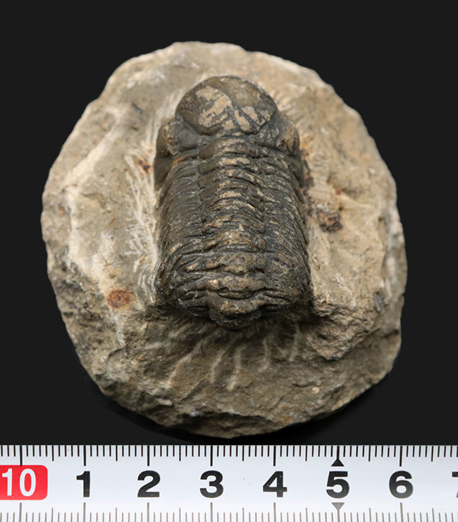 モロッコを代表するデボン紀の三葉虫、ファコプス（Facops）の化石（その8）