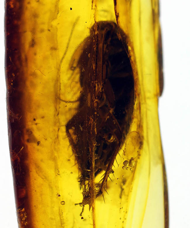 絶叫必至！？ベリーベリーレア！ゴキブリが内包されたバルト海産琥珀(Blattodea)（その1）