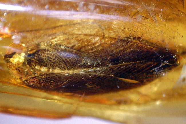 絶叫必至！？ベリーベリーレア！ゴキブリが内包されたバルト海産琥珀(Blattodea)（その10）