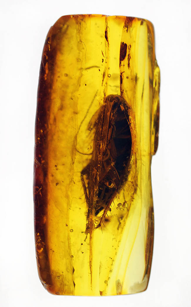 絶叫必至!?ベリーベリーレア!ゴキブリが内包されたバルト海産琥珀(Blattodea)(その11)