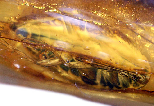 絶叫必至!?ベリーベリーレア!ゴキブリが内包されたバルト海産琥珀(Blattodea)(その12)