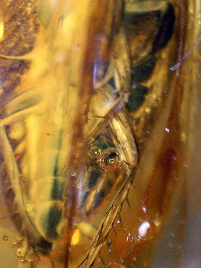 絶叫必至！？ベリーベリーレア！ゴキブリが内包されたバルト海産琥珀(Blattodea)（その13）