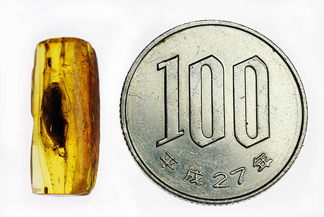 絶叫必至!?ベリーベリーレア!ゴキブリが内包されたバルト海産琥珀(Blattodea)(その14)