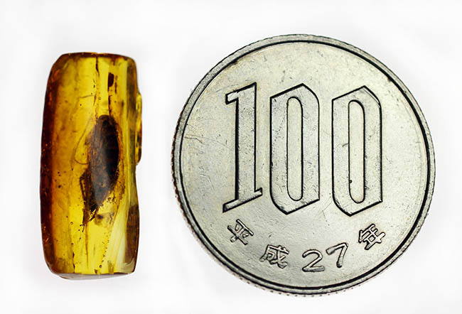 絶叫必至!?ベリーベリーレア!ゴキブリが内包されたバルト海産琥珀(Blattodea)(その15)