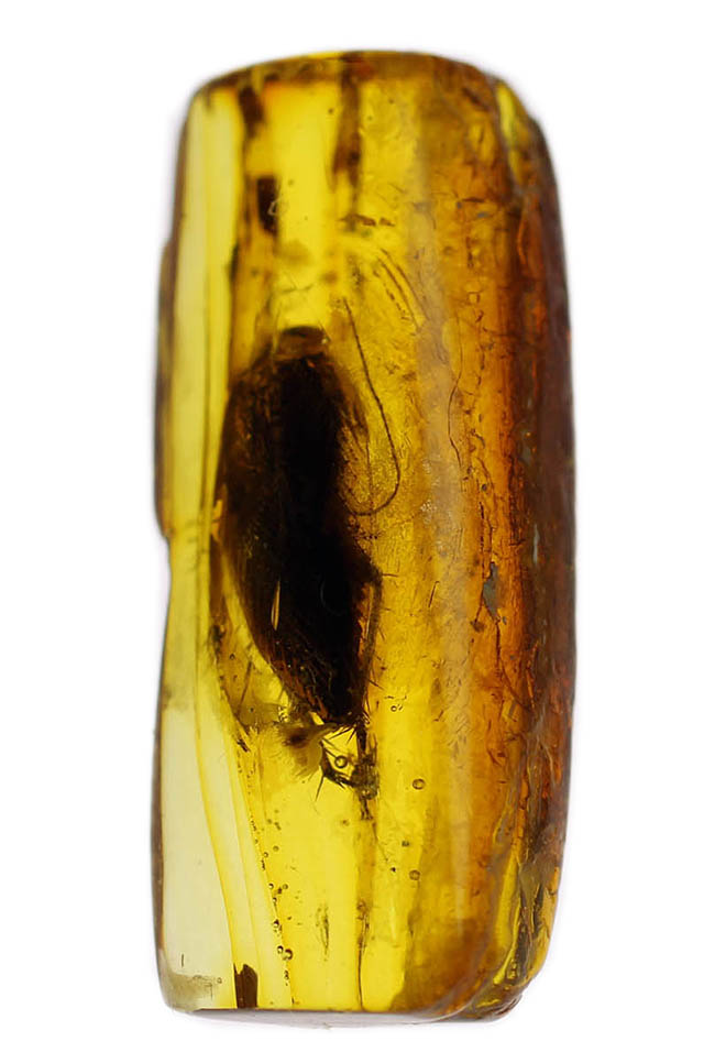 絶叫必至!?ベリーベリーレア!ゴキブリが内包されたバルト海産琥珀(Blattodea)(その2)