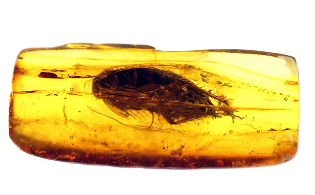 絶叫必至!?ベリーベリーレア!ゴキブリが内包されたバルト海産琥珀(Blattodea)(その3)