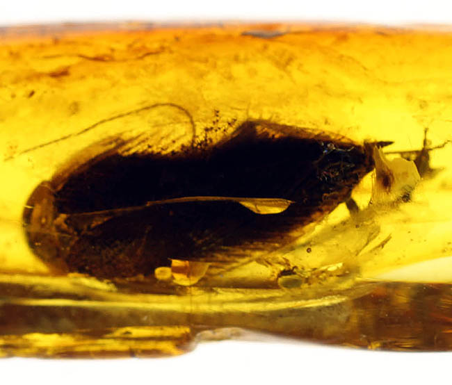絶叫必至!?ベリーベリーレア!ゴキブリが内包されたバルト海産琥珀(Blattodea)(その4)