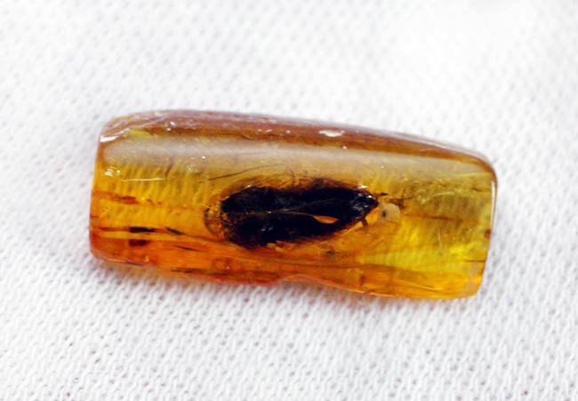 絶叫必至!?ベリーベリーレア!ゴキブリが内包されたバルト海産琥珀(Blattodea)(その6)