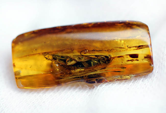 絶叫必至!?ベリーベリーレア!ゴキブリが内包されたバルト海産琥珀(Blattodea)(その8)
