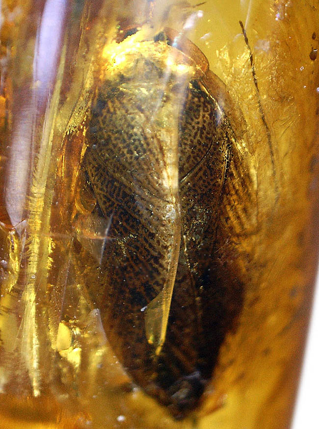 絶叫必至!?ベリーベリーレア!ゴキブリが内包されたバルト海産琥珀(Blattodea)(その9)