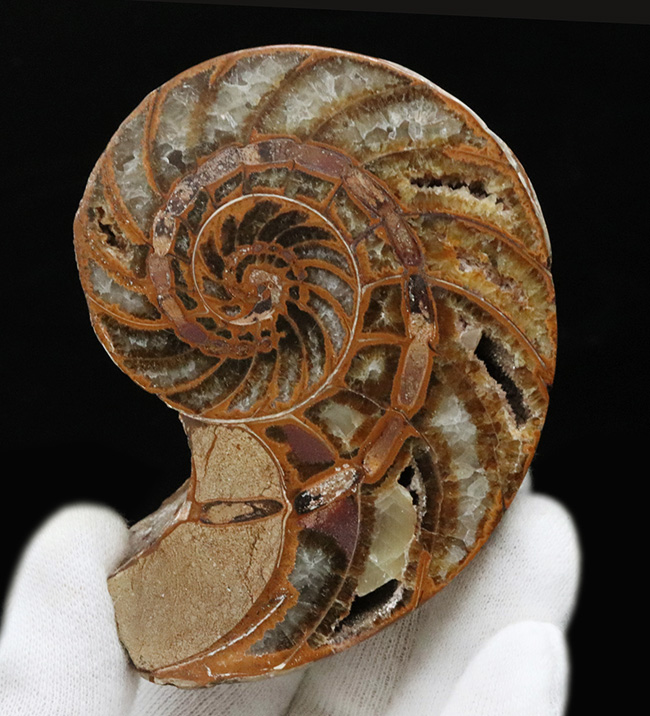 連室細管がはっきり見える！マダガスカルの南西部、トゥリアラで発見、採集された白亜紀前期のオウムガイ、キマトセラス（Cymatoceras）のハーフカット標本（その1）
