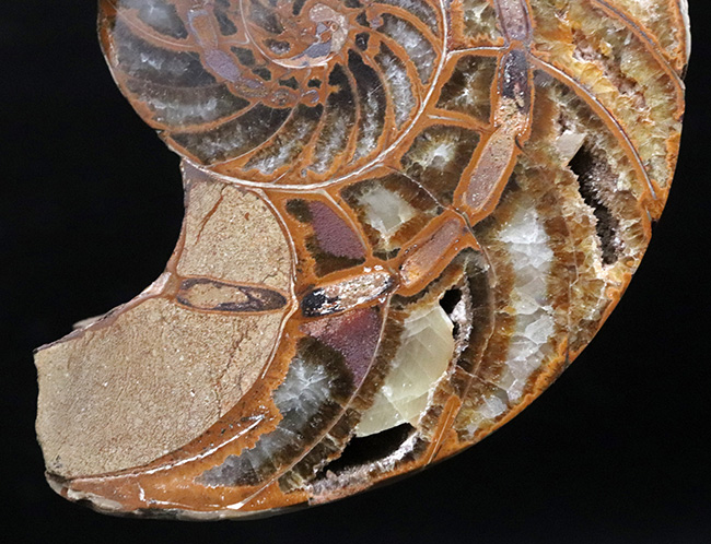 連室細管がはっきり見える!マダガスカルの南西部、トゥリアラで発見、採集された白亜紀前期のオウムガイ、キマトセラス(Cymatoceras)のハーフカット標本(その3)