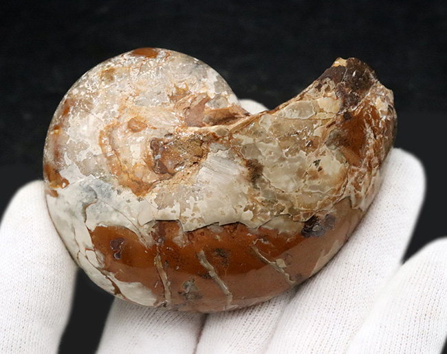 連室細管がはっきり見える！マダガスカルの南西部、トゥリアラで発見、採集された白亜紀前期のオウムガイ、キマトセラス（Cymatoceras）のハーフカット標本（その5）
