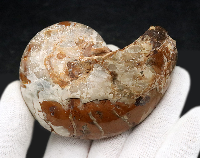 連室細管がはっきり見える!マダガスカルの南西部、トゥリアラで発見、採集された白亜紀前期のオウムガイ、キマトセラス(Cymatoceras)のハーフカット標本(その5)