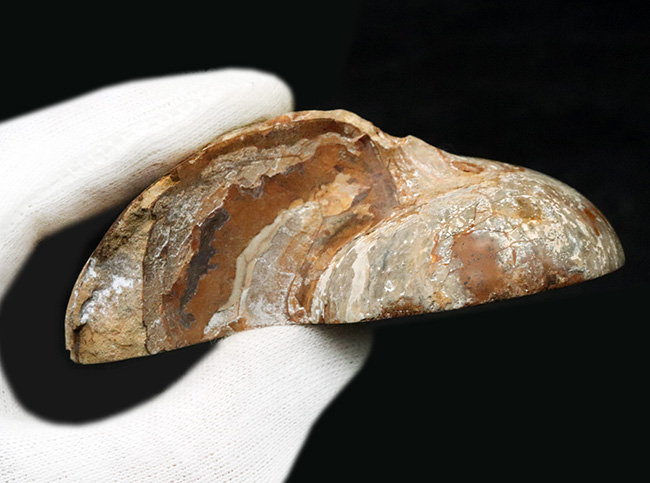 連室細管がはっきり見える!マダガスカルの南西部、トゥリアラで発見、採集された白亜紀前期のオウムガイ、キマトセラス(Cymatoceras)のハーフカット標本(その6)