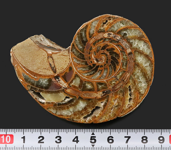 連室細管がはっきり見える！マダガスカルの南西部、トゥリアラで発見、採集された白亜紀前期のオウムガイ、キマトセラス（Cymatoceras）のハーフカット標本（その7）