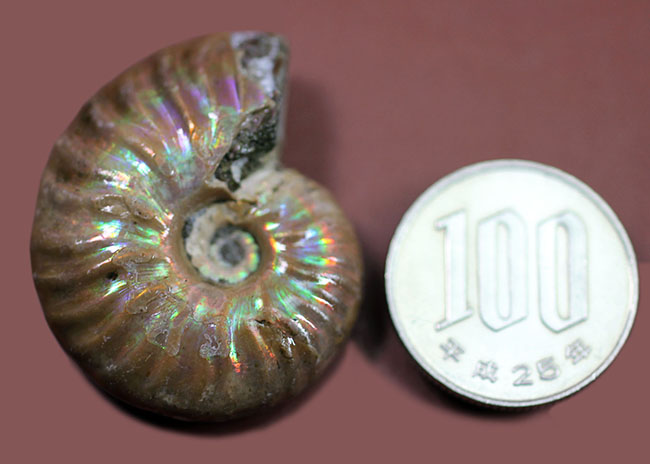 紫色が見られます!1億2000万年前の遊色アンモナイト(その12)