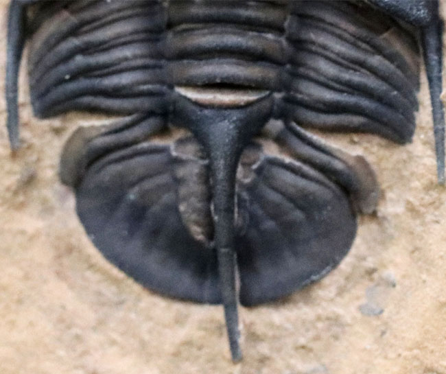 トリプルAクラスの希少性と保存状態！カンブリア紀の激レア三葉虫、ゲネビエヴェラ・グラヌラツゥス。後部の棘が明瞭に保存（その5）