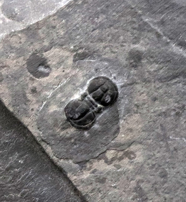 最も三葉虫らしくない三葉虫、ペロノプシス（Peronopsis interstrictus）の上質化石（その1）