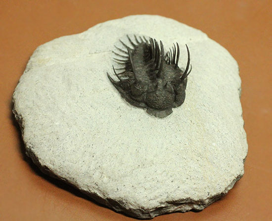 次にいつご紹介できるか分かりません。非常に希少!異様に長い垂直のトゲを持つコムラ・バルチンキ(Comura Bultyncki)(その19)