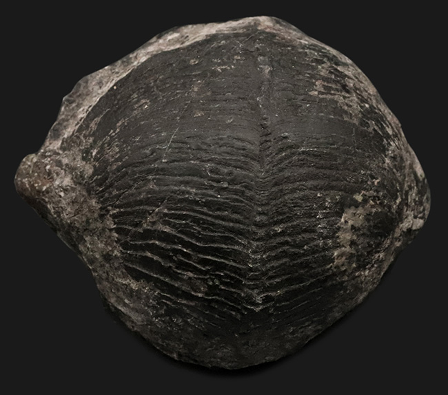 申し分ない保存状態！金生山産のペルム紀の貝、ベレロフォン（Bellerophon）の上質かつ巨大標本（その1）