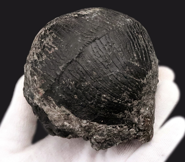 申し分ない保存状態！金生山産のペルム紀の貝、ベレロフォン（Bellerophon）の上質かつ巨大標本（その3）