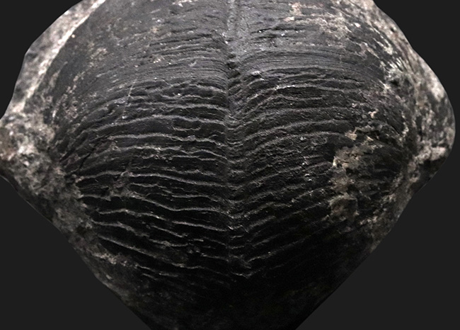 申し分ない保存状態！金生山産のペルム紀の貝、ベレロフォン（Bellerophon）の上質かつ巨大標本（その4）