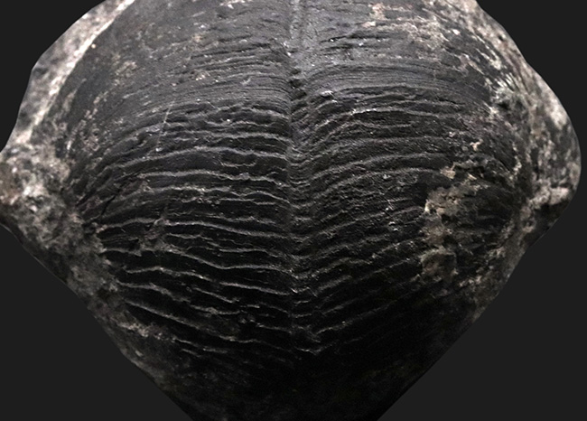 申し分ない保存状態!金生山産のペルム紀の貝、ベレロフォン(Bellerophon)の上質かつ巨大標本(その4)