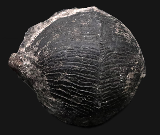 申し分ない保存状態！金生山産のペルム紀の貝、ベレロフォン（Bellerophon）の上質かつ巨大標本（その5）