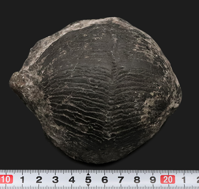 申し分ない保存状態！金生山産のペルム紀の貝、ベレロフォン（Bellerophon）の上質かつ巨大標本（その8）