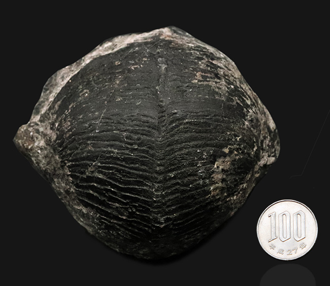 申し分ない保存状態！金生山産のペルム紀の貝、ベレロフォン（Bellerophon）の上質かつ巨大標本（その9）