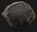 申し分ない保存状態！金生山産のペルム紀の貝、ベレロフォン（Bellerophon）の上質かつ巨大標本